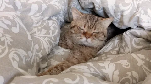 Cat sleep in bed with floral pattern Video stock 292691109