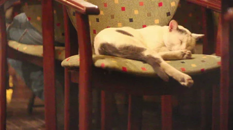 Cat sleep on chair Stock Footage 29574545