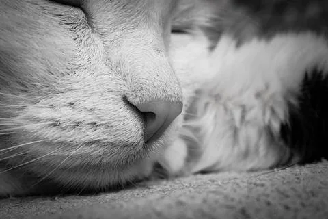 Cat sleep close up Stock Photos