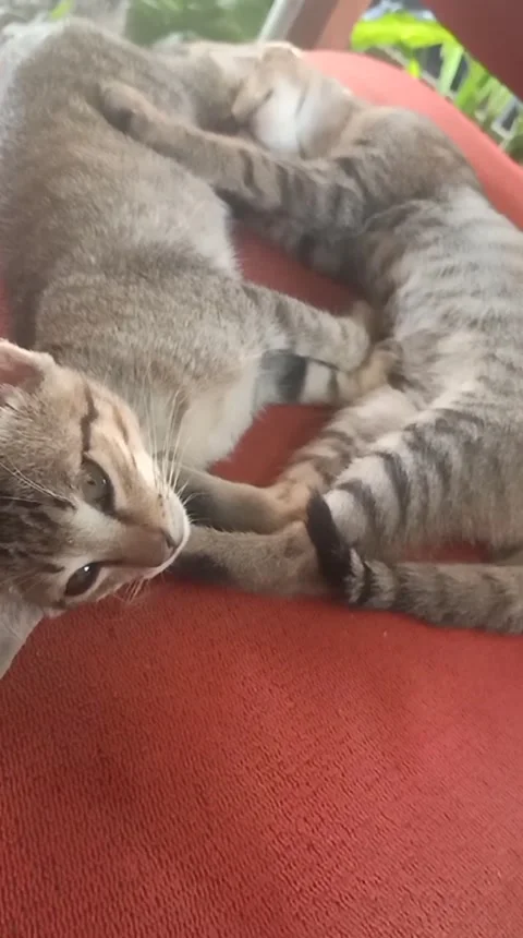 Cat like to sleep Stock Footage 236163973