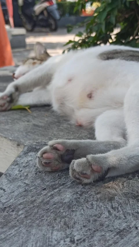 Cat sleep Stockbeeldmateriaal 244109336