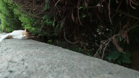 Cat Sleep Video stock 246761131