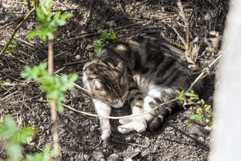 Cat sleep on ground Stock Photos
