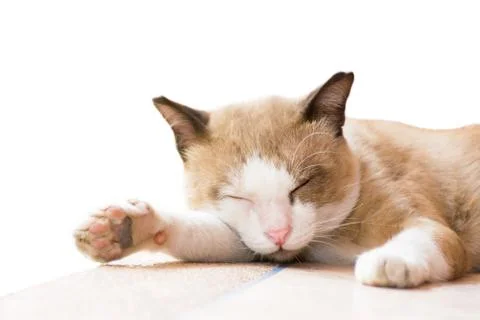 Cat sleep on the isolated background Stock Photos