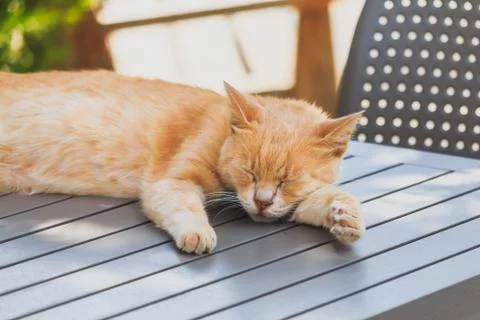 Cat sleep outside on a caffes table Stock Photos