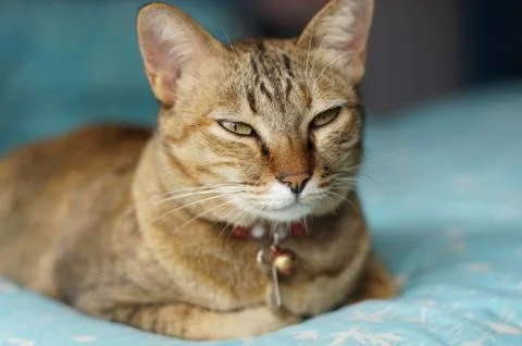 Cat sleep Stock Photos