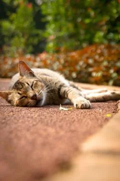 Cat sleep Stock Photos