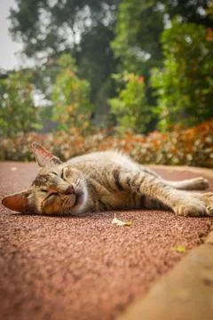 Cat sleep Stock Photos