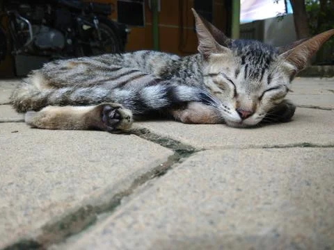 Cat sleep Stock Photos