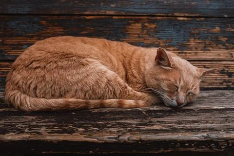Cat sleep Stock Photos