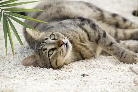 Cat sleep Stock Photos