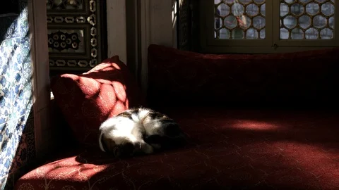 A cat sleep on red sofa. Stock-Footage 115976029