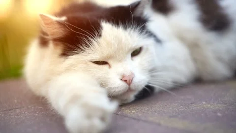 Cat sleep on the street Stock Footage 110905436