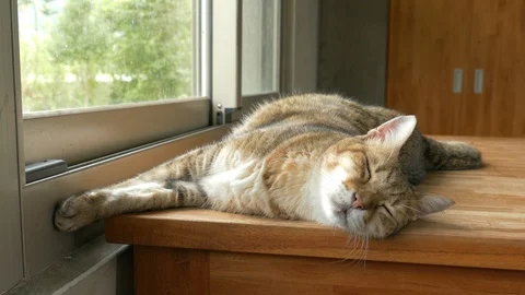 Cat sleep on the table Stock Footage 97912152