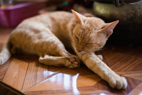Cat sleep on the table Stock Photos