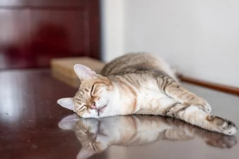 Cat sleep on a table Stock Photos