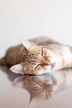 Cat sleep on a table Foto stock