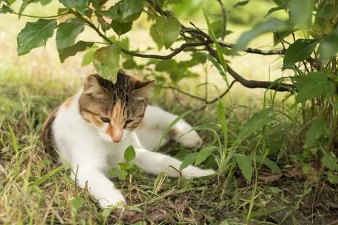 Cat sleep under the tree Stock Photos
