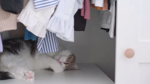 Cat sleep in wardrobe Stock Footage 273775659