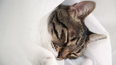 Cat sleeping among white Stock Footage 198737525