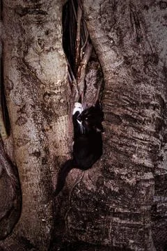 Cat sleeping in ancient tree, Pets and Animals, Havana Cuba Foto stock