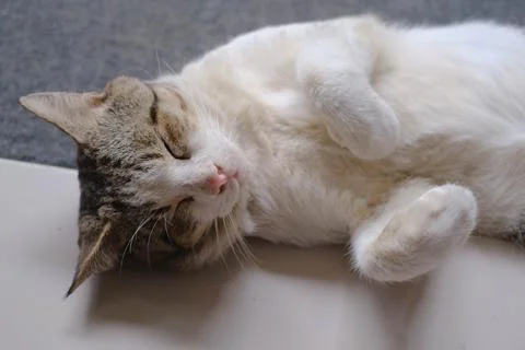 A cat sleeping and doing a cute pose on the ground Stock Photos