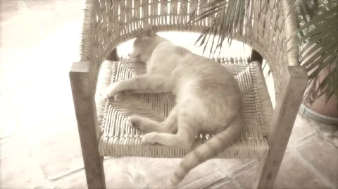Cat sleeping and dreaming Stock Footage 46161848