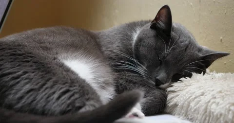 Cat sleeping and driming while moving his tail Stock Footage 163085203