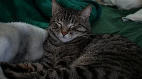 Cat Sleeping and Sneezing Stock Footage 103240397