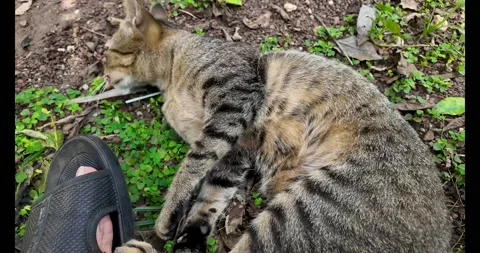 The cat is sleeping, arranging shoes, playing with shoes. 動画素材 289679602