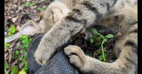 The cat is sleeping, arranging shoes, playing with shoes. 動画素材 289679616