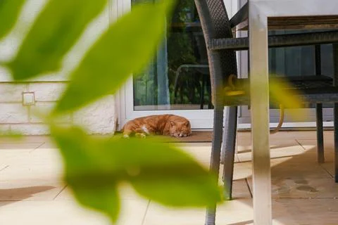 Cat Sleeping on Backyard Patio Mat Stock Photos