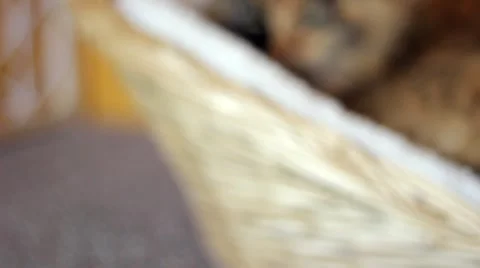 Cat sleeping in a basket Stock Footage 4240830