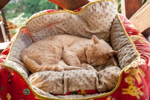 Cat sleeping in a basket Stock Photos