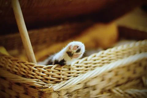 Cat sleeping in the basket Photos