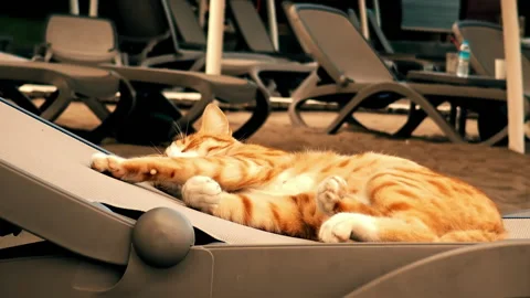 A cat is sleeping at beach chair Video stock 145088612
