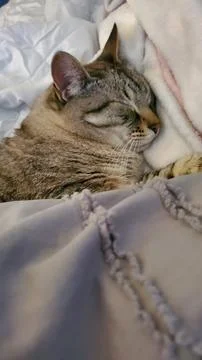Cat sleeping in a bed with blankets and a pillow Stock Photos