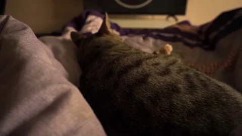 The cat is sleeping on the bed Видео 156440146