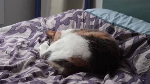 Cat Sleeping On Bed Stock Footage 237722454