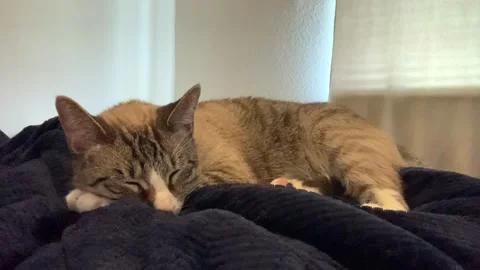 Cat Sleeping on Bed Stock Footage 257608163