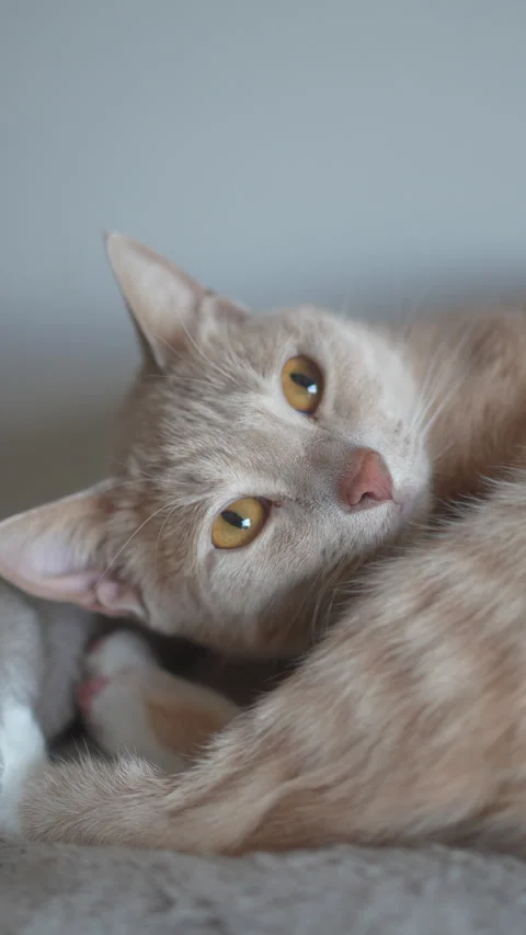 A cat is sleeping on a bed Stock Footage 276437117