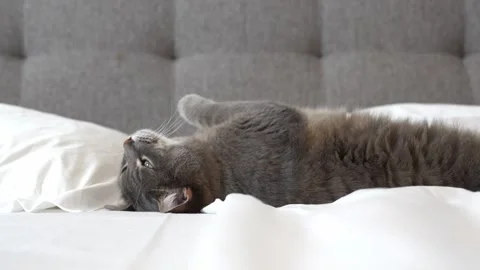 Cat sleeping on a bed Stock Footage 301080051