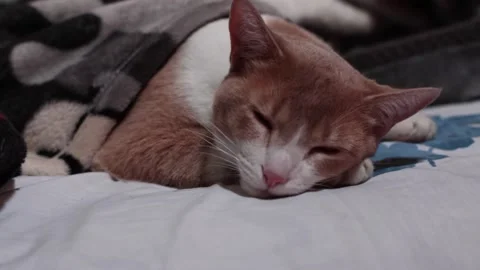 Cat sleeping on a bed. Kitty closing her eyes for sleep 스톡 동영상 146048136