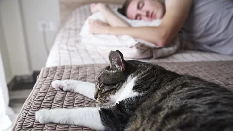 Cat sleeping in bed with owner. Stock Footage 142742035