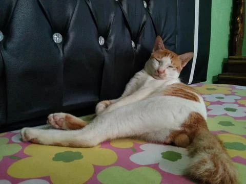 Cat sleeping on bed Stock Photos