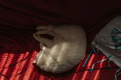 Cat sleeping on the bed Stock Photos