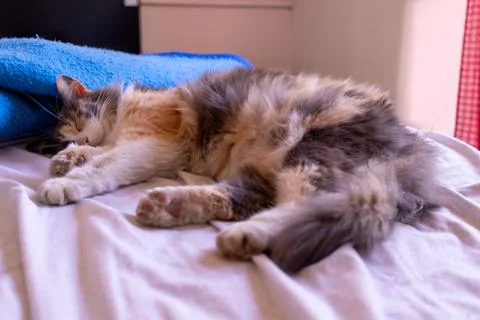 A cat sleeping on the bed Stock Photos