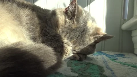 Cat sleeping on bed in the sun covering her face with her paw 库存影片 145799354