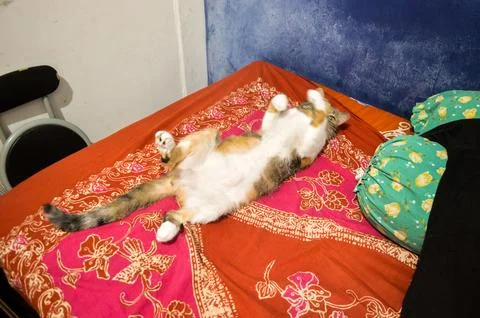 A cat sleeping in bed with weird position Stock Photos