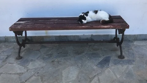 Cat Sleeping at the bench Stock Footage 91035562